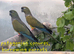 Proven pair patagonian conures