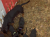 Stunning Dachshund pups