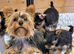 Yorkshire Terrier puppies available from Licensed Breeder.