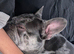Lilac merle French bulldog