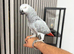 African Grey Forsale