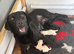 One yellow girls and black boy lab