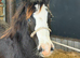 Filly foal to make 12hh