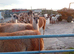 Llamas