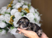 Merle Cockapoo puppies for sale