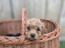 Stunning American Cockapoo puppies