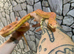 Hypo Corn Snake at Birmingham Reptiles