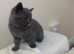 Beautiful Blue British Shorthair Kitten - Gorgeous Round Face