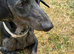 Black & silver dachshund