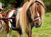 Ride and drive registered minature stallion