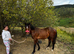 Bay Yearling