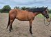 Tb geldings