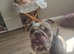 Male English bulldog