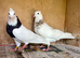 Young pair of Toghi pigeons for sale