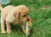 Labrador puppies for sale