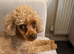Kc reg toy poodle male