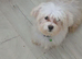 Maltese puppy