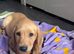 Labrador