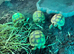Baby Sulcata Tortoises