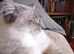 Handsome Blue Tabby Lynx Ragdoll