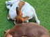 Bully x staffy pup