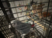 african grey