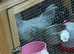 Mixed opal legbar cockerel