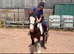 Tommy 13.1 6 year old gelding