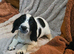 Sprocker spaniel puppies
