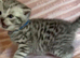 Beautiful bsh silver tabby