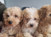 Beautiful Poochon Puppies