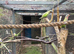 Princess of Wales Parakeet