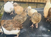 Jumbo Coturnix Quails and fertile eggs for hatching