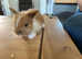 Mini lops babies