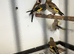 Juvenile (greyplates)