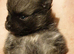 Pomeranian puppies ready end of Aug taking deposits now