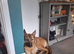 German sheapard x husky