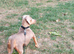 Miniature Dachshund