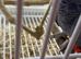 Breeding male African grey