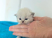 Ragdoll Kittens