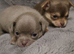 STUNNING PUREBRED CHIHUAHUAS