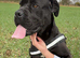Cane corso for rehoming