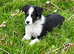 Border Collie Pups