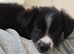 14 week old male border collie
