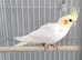 Male Cockatiel