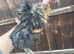 5 naked neck chickens