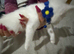 RARE ODD EYE Ragdoll x ragdoll bsh pure white boy 9 wks READY NOW