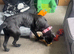 Cane corso female