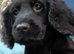 **READY NOW** Cocker Spaniel Puppies