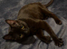 Male cat